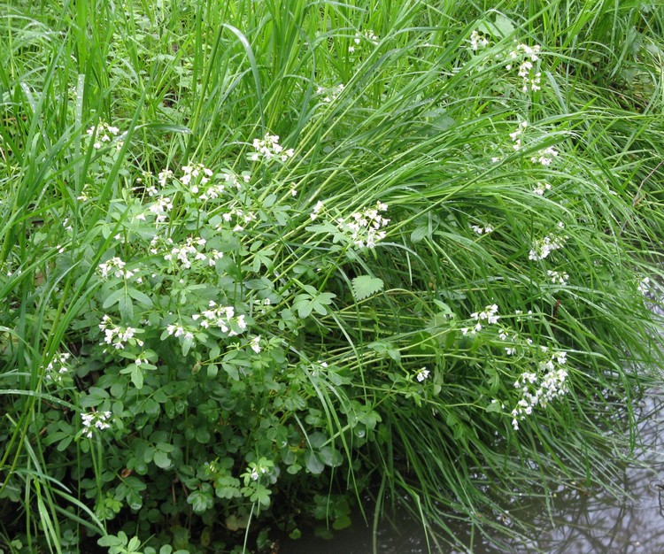 Cardamine amara (Brassicaceae)